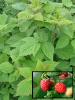 Raspberry Rubus idaeus